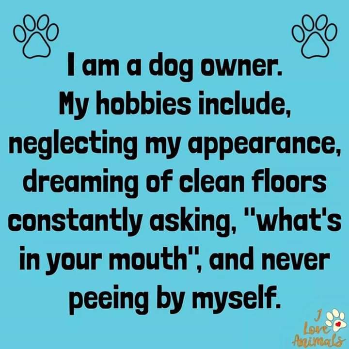 Yep, sounds about right 😂 
#superproudpittyparents #superproudpittyparent #proudpittyparents #proudpittyparent #proudpittymom #proudpittydad #pitbullsforlife #pitbullpassion #pitbullstrong #pittylove #pitsofinstagram #pitbullsofinstagram #beautifulpitbulls