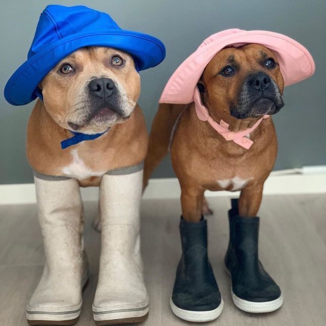 The “must have” thigh high boots for fall. .
.
#fashionistas #falloutfits 
#staffymoments #staffylife #staffylove #staffordshire #billterrier #staffydog 
#staffydaily #staffordshirebullterrier #staffy_daily #staffy #staffie #staffygram #staffy_world #ams… ift.tt/302P4ZB