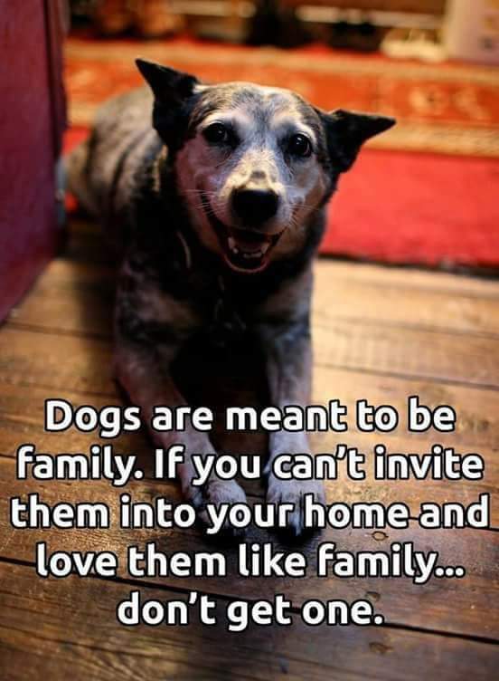 Absolutely! 💯
#superproudpittyparents #superproudpittyparent #proudpittyparents #proudpittyparent #proudpittymom #proudpittydad #pitbullsforlife #pitbullpassion #pitbullstrong #pittylove #pitsofinstagram #pitbullsofinstagram #beautifulpitbulls