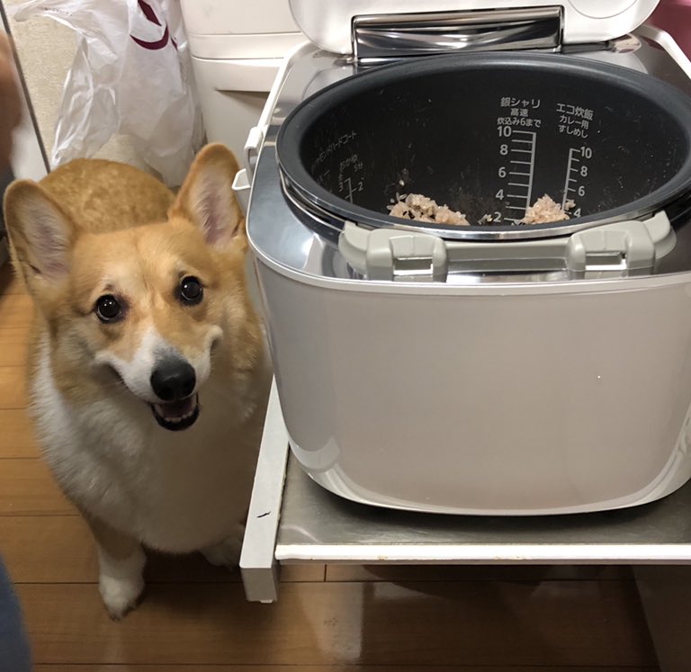 しお 妖精さん 白いご飯じゃないといっぱい食べられないんです お赤飯はもち米なので消化不良にならないように ちょっとだけ