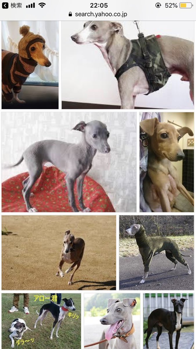 Spiceのミオ イタリアングレーハウンドちゃん 細い犬ってなんだか苦手でへちゃむくれ系 パグとかフレンチブルとか がずっと好きだったのに 群馬の名犬牧場と知り合いのお家で触れ合ったら大好きになった なにこの甘えてくる感めろめろ ２年後部屋の