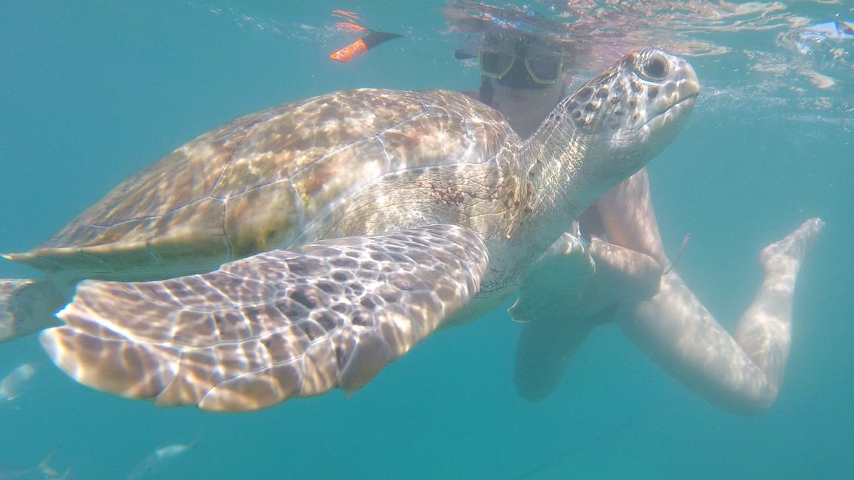 tomo2268's tweet photo. Great day swimming with turtles #Barbados https://t.co/YPvi9HtEFV