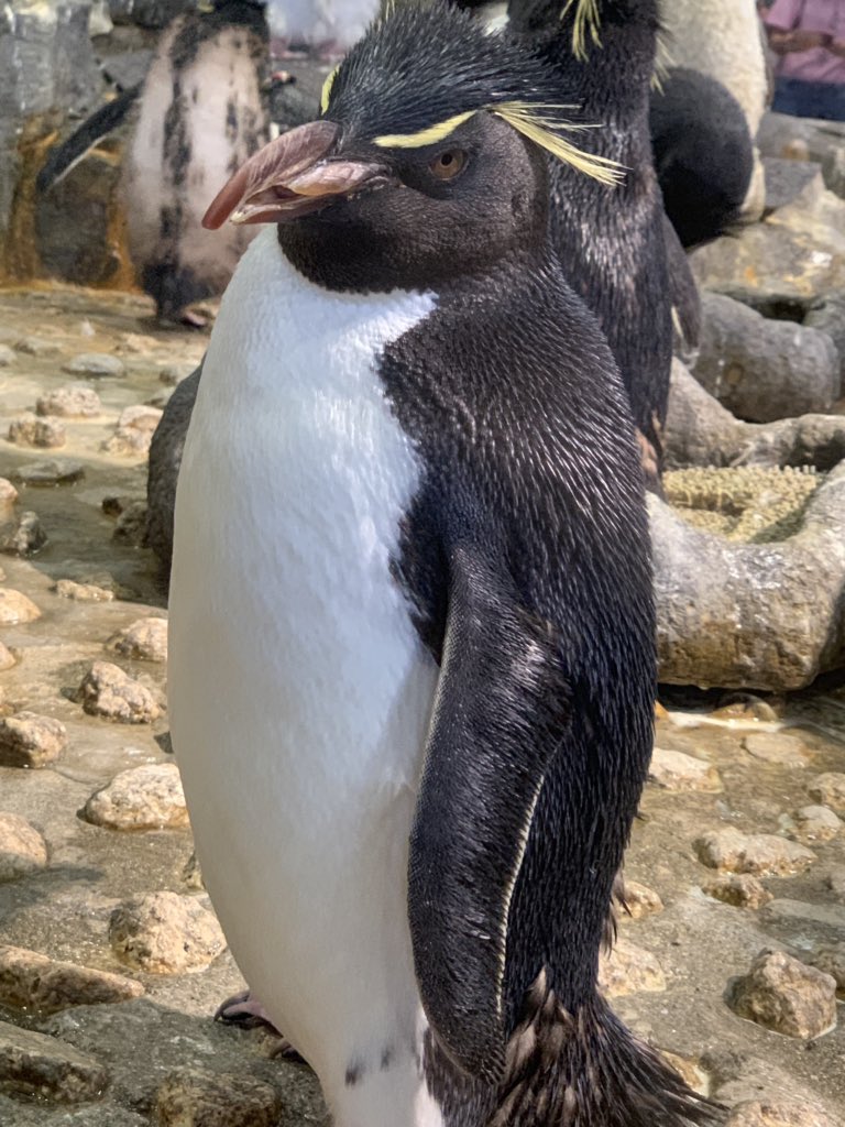 しろくろ Garuda No Twitter ペンギン族 Q 凛々しい眉毛でキリッとしている写真ですが 実際にお会いするとボーッと立っておったのです ペンギンもブタもとびさんの専用キャラですから ほら