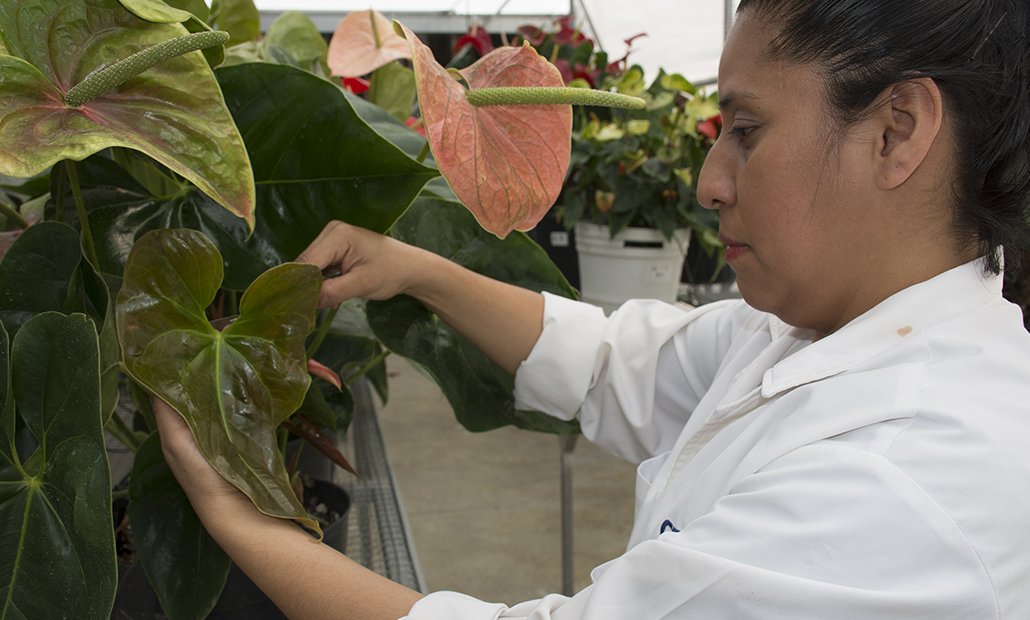 guiaverdecom's tweet photo. 🌼🌸🌺 El Estado de México, principal productor mexicano de #flor de corte con el 80% del cultivo del país, estará presente en #OPF México by IPM, la exposición más grande de #horticultura de #Latinoamérica ➡ https://t.co/W0G3GSW4YM @OPFexpo #OPFMéxico #OPF2019 #ferias #México https://t.co/ursN7brBFR