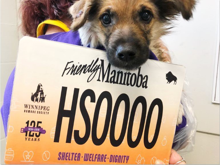 WinnipegHumane's tweet photo. We are proud to unveil our redesigned 125th Anniversary Edition License Plate. Get yours starting today at your local Winnipeg insurance provider. $30 from each plate goes directly to animals in need! https://t.co/jaXLIYUj2E https://t.co/FsXQ377hje