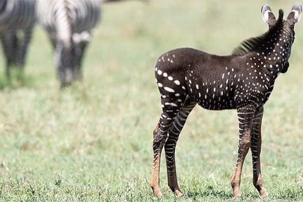 MaasaiSafaris tweet picture
