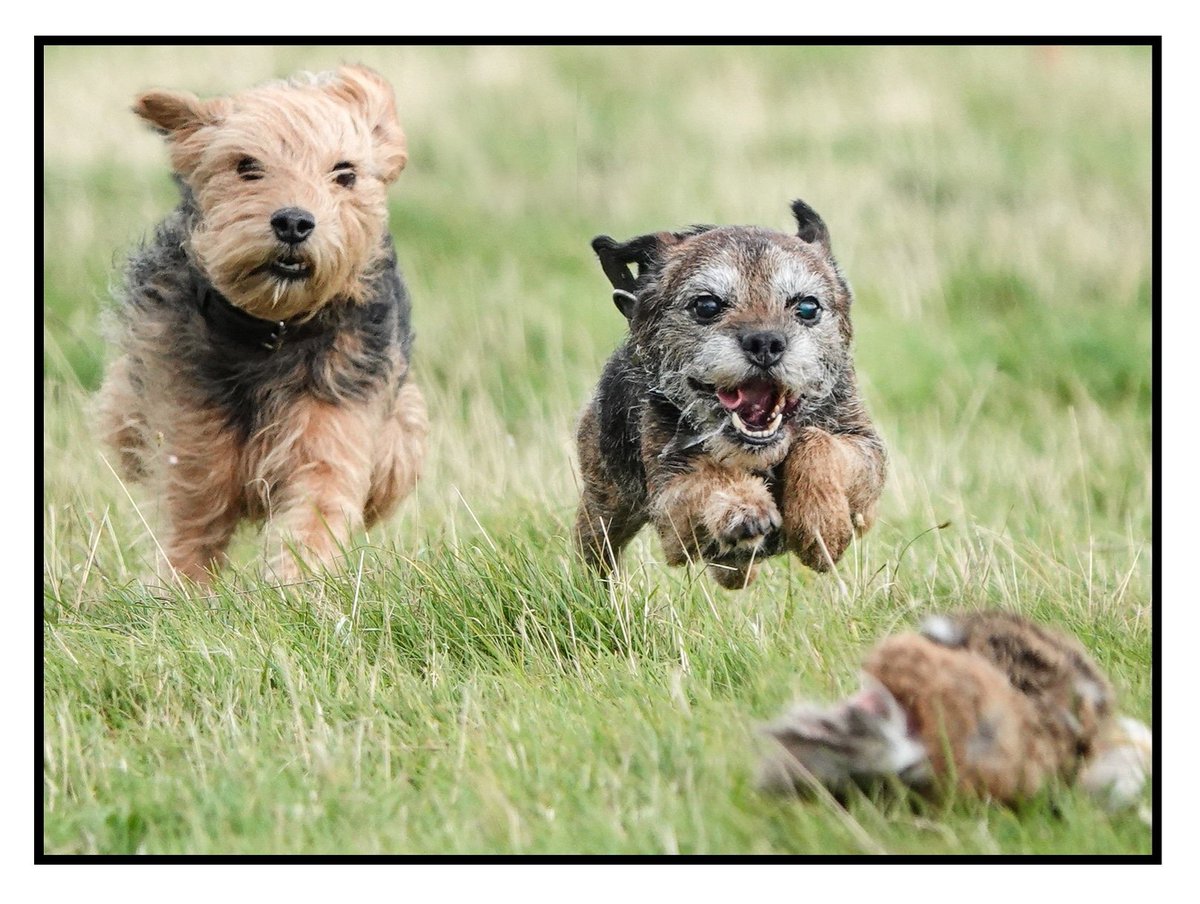 Terrier racing at Ingram Show...such fun! <a href="/VisitNland/">Visit Northumberland</a> @NlandTourism <a href="/discovernland/">Discover Northumberland</a> <a href="/NorthEastTweets/">North East Tweets</a> <a href="/thenortheastHUB/">The North East HUB</a> <a href="/NorthEastBuzz/">Sky</a>  <a href="/NEFollowers/">#NEFollowers</a>  <a href="/VisitEngland/">VisitEngland</a> <a href="/NNTourism/">North Northumberland</a> #northumberland  @nland_uncovered #countrylife #terrier <a href="/NlandDogFriend/">Northumberland Dog Friendly</a>