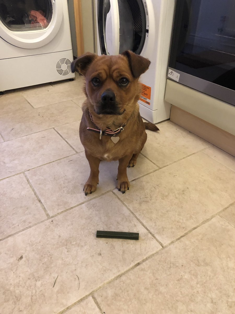 Mum told me to wait and not eat my delicious dentastick until she told me. She went to shut the curtains in the living room, hall, and eventually came back and told me how amazing I was for waiting! She said I could eat it so I did! I then ran upstairs and ate the cat food. Shhh.