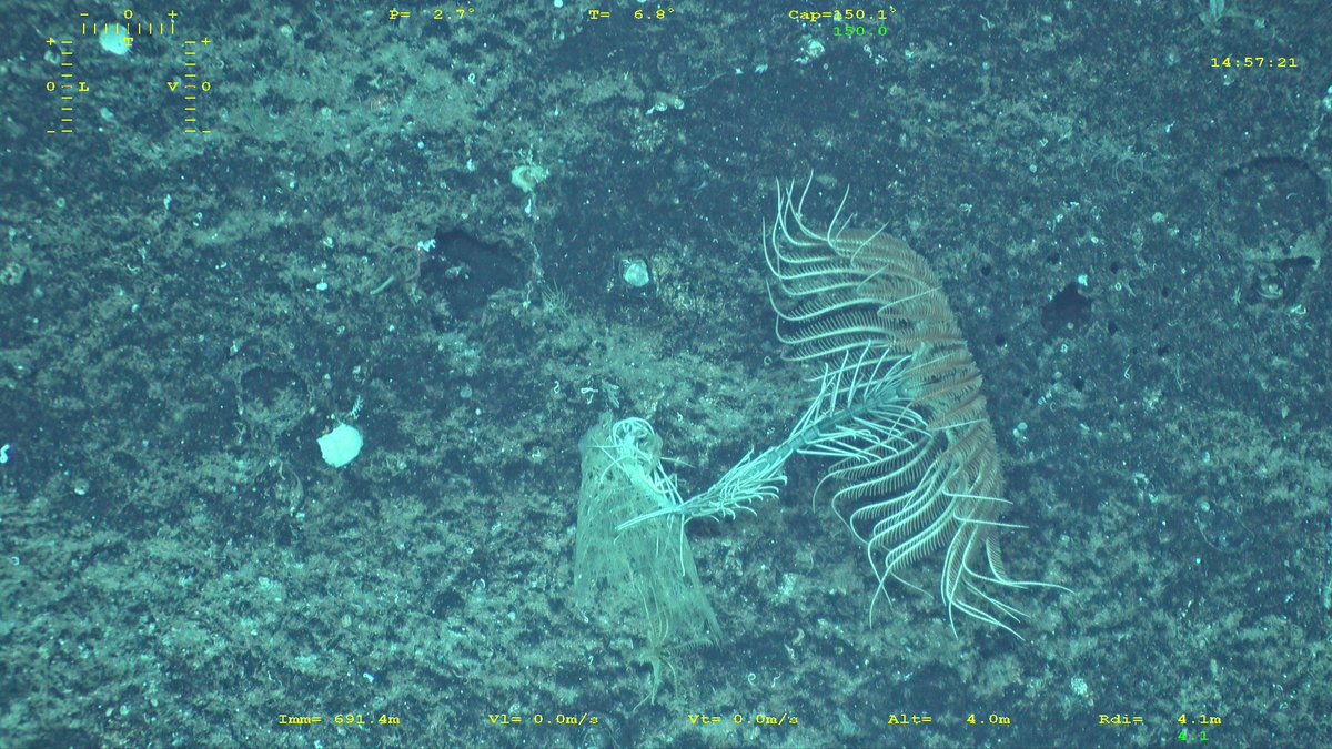 SBM_Concarneau's tweet photo. #KANADEEP2 Toujours aussi impressionnant de pouvoir observer les lys de mer #Echinodermes des monts sous marins de #NouvelleCalédonie @Le_Museum #LaPlaneteRevistée @Ifremer @ISYEB_UMR https://t.co/wZbnOp8KMy