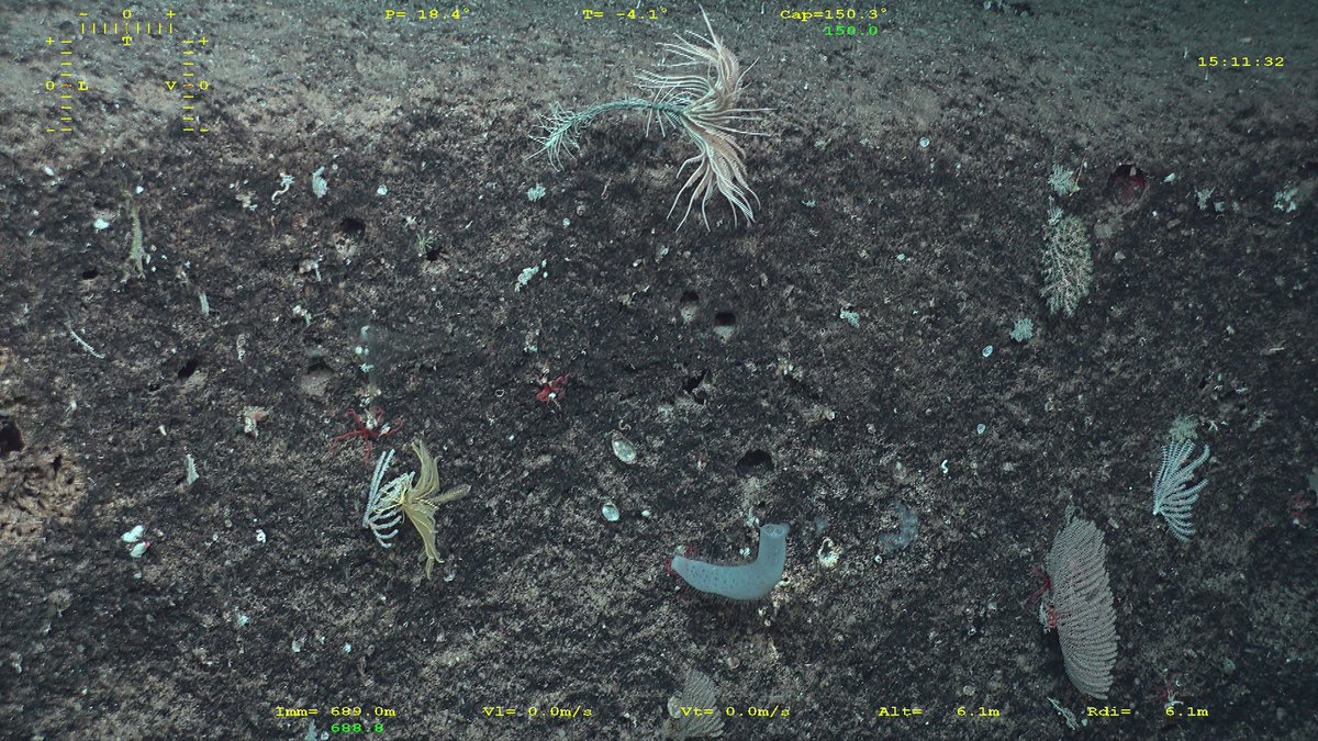 SBM_Concarneau's tweet photo. #KANADEEP2 Toujours aussi impressionnant de pouvoir observer les lys de mer #Echinodermes des monts sous marins de #NouvelleCalédonie @Le_Museum #LaPlaneteRevistée @Ifremer @ISYEB_UMR https://t.co/wZbnOp8KMy