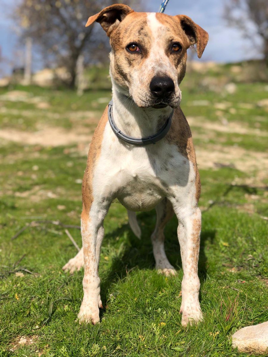 mmichelleortega's tweet photo. 🚨 ¿Puedes acoger a CALA? Tiene casi 4 años y necesita una casa de acogida en #Valladolid o cerca 🙏🏽🐶 Es una perrita que la prote Vayahuellas sacó de la Perrera Municipal, donde llevaba 2 años, con la ayuda de madrinas que pagamos su estancia en residencia  ⬇️⬇️ (Abro hilo) https://t.co/wqgLmdm7yD