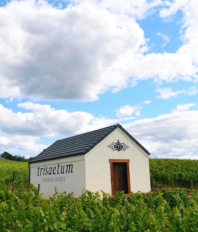 Savoring summer skies and lush, green vineyards. A beautiful capture from Vintners Circle member, <a href="/trisaetum/">Trisaetum</a>

📷 | James Frey <a href="/trisaetum/">Trisaetum</a>