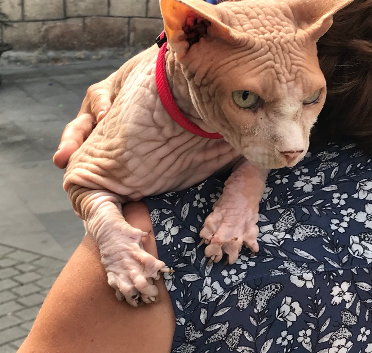 ------THE BIRTH OF VENUS tweet media