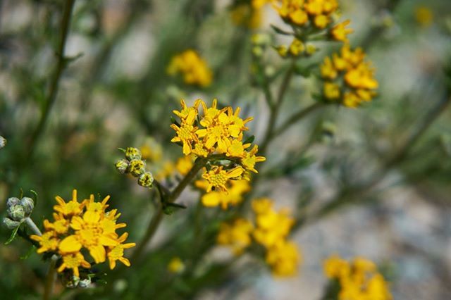thinkaliker's tweet photo. Flowers III // Cuyamaca #2019⠀
//⠀⠀⠀
#flower #flowers #yellow #nature #hike #backpacking #cuyamaca #statepark #california #sony #sonyalpha #sonyalpha6300 #alpha6300 #a6300 #redditsonyalpha #sonyimages #latergram via Instagram https://t.co/tujZHGwmDp https://t.co/bKiYFyS1p8