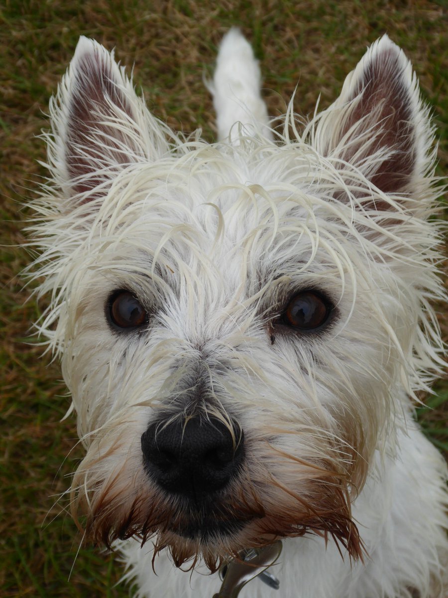 I think this little face just sums up today's weather 😊🐾
#saffronwalden #essex #dogwalker #dogsitter #dogsoftwitter #westie #westiesoftwitter #rainyday #soggydoggy