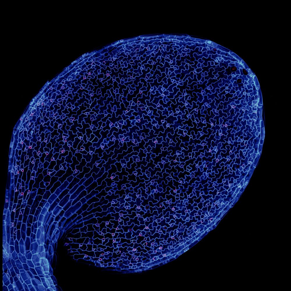ASCBiology's tweet photo. An emerging leaf submitted for #GPF25 by Yan Gong and Dominique Bergmann of @Stanford Don’t hold back! There’s just one month left to submit your beautiful images and videos for ASCB’s contest. Full details here: https://t.co/K83YDg4YK3 https://t.co/no0wOeVk7H