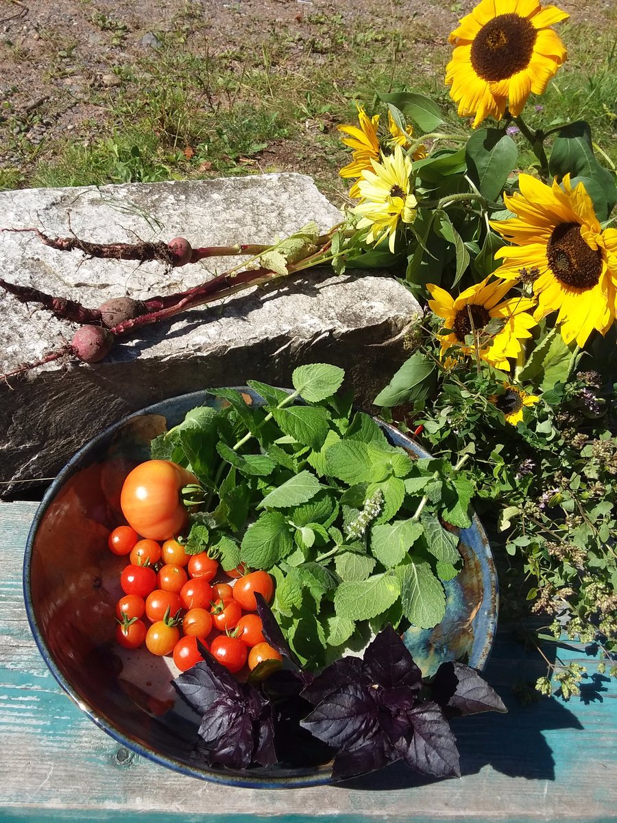 GrowingShield's tweet photo. Throw it in!
The kids want to make stone soup. 😂 um, with mint? Nah..
#kids #gardening #soup #notmint https://t.co/0hP5PzwHsE