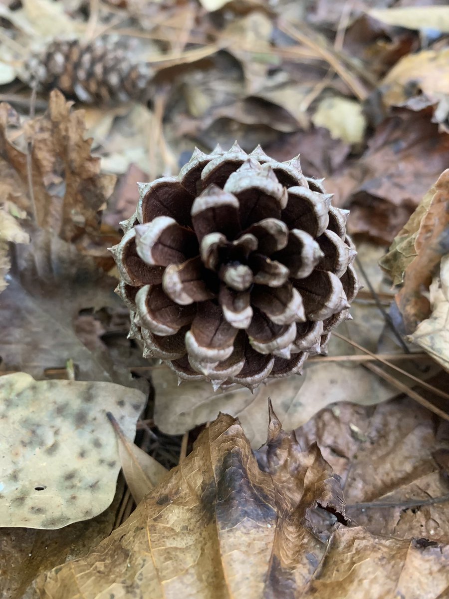 iwetmyplantsnet's tweet photo. No filters or modifications required. Nature falls to the ground leaving beautiful and valuable things behind where ever it thrives. #futuretree #squirrelfood #lovenature #prettythings https://t.co/HDzt7L5Qhu