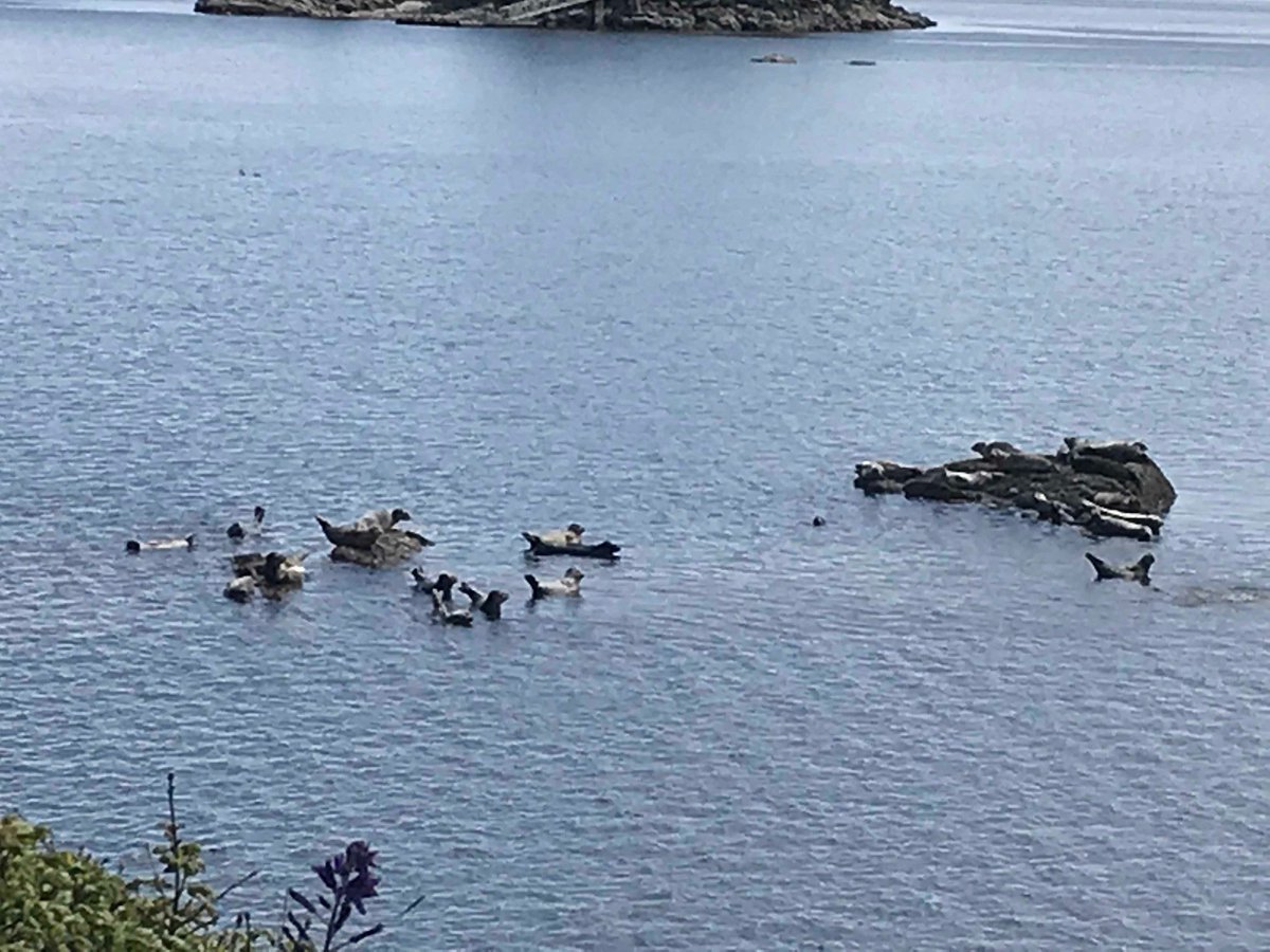 SSadventureco's tweet image. Join us for a whale watch or kayak tour where you will get to see beautiful and magical creatures one being the Seals.
Seals were once mainly land animals. However, over time their appendages changed into flippers so they could survive mainly in the bodies of water!