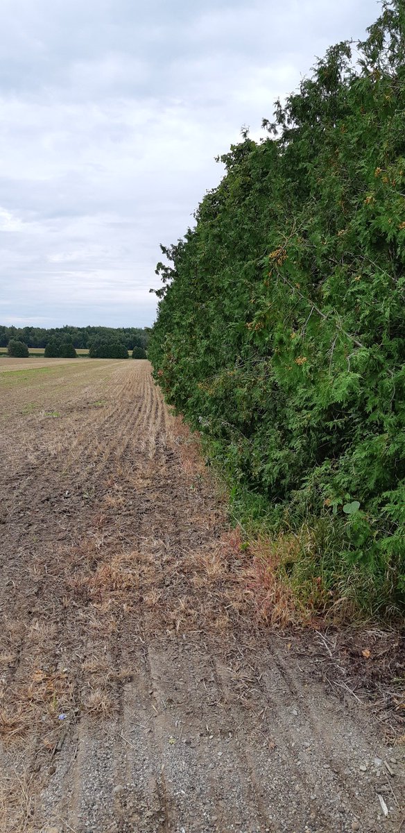 AlanWood247's tweet photo. Time to help customers tidy up their fence rows #boommower #biggerfields #plant2020 https://t.co/xU0cV59giD