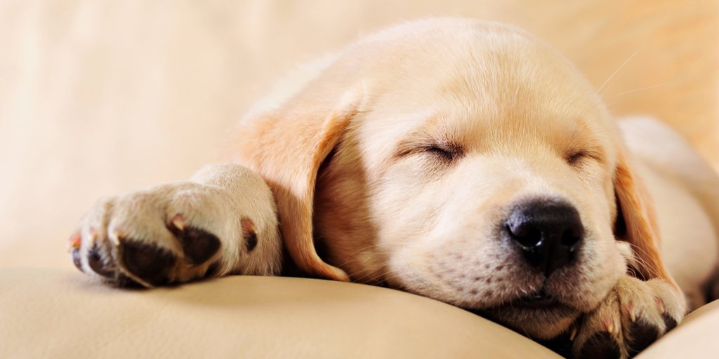 waltham_science's tweet photo. Is your 🐶 sleeping well? In fact, what does a good night's sleep look like for the average #dog? These are some of the questions #datascientists at #PetInsightProject are trying to answer, so owners can help improve their pets' sleeping environment: https://t.co/KDLbKw4YB8 https://t.co/rlcdAsnSOv