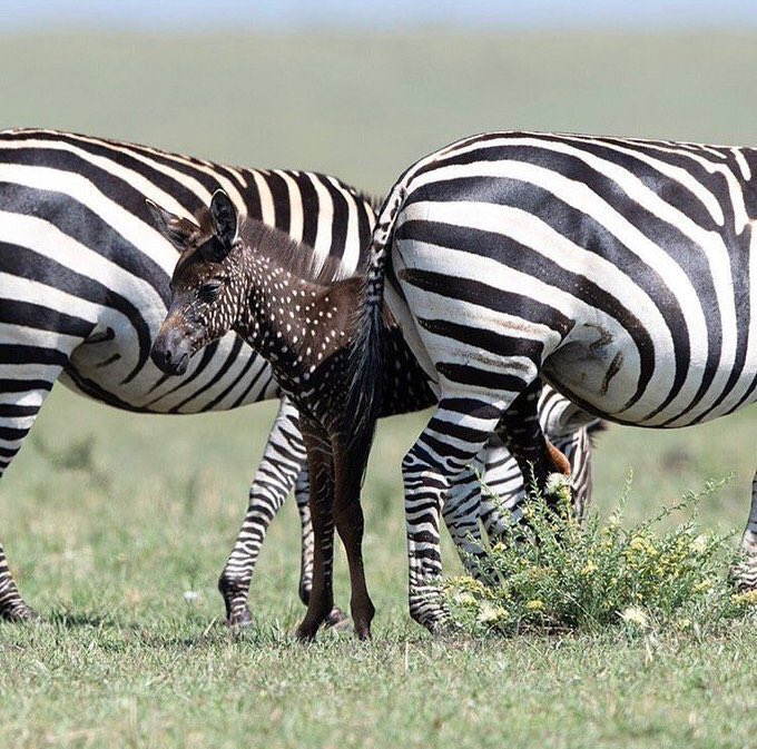 Zebra dick