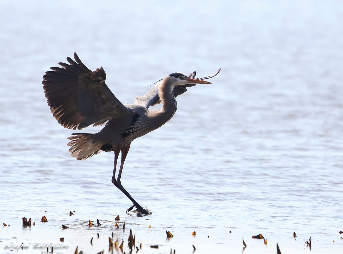 JugBayWetlandsSanct. tweet media