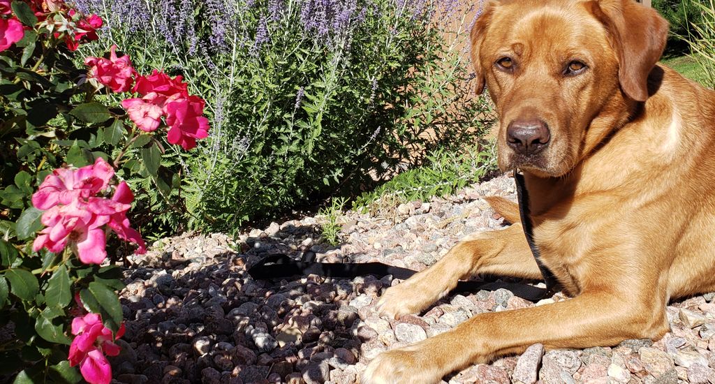 shellybusby's tweet photo. Ya know... They're just so easy to love. #Labradors #DogsMostWanted #dogsoftwitter #dog # doglovers https://t.co/KtH91ajks0