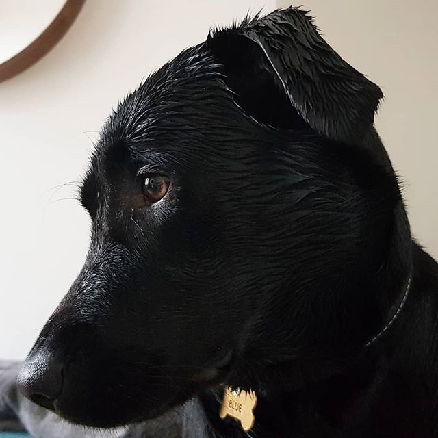 PetLegz's tweet photo. Reposting @doggobsessed:
🥰
.
.
.
 #petstagram #photooftheday #hound #lovepuppies #prilaga #pup #animals #dogstagram #dogoftheday #lovedogs #ilovemydog #puppy #dogsitting #eyes #dogs_of_instagram #doglover #instagood #cute #smile #pets #pet #instapuppy #nice #dog #adorable https://t.co/KEwnmJypoj