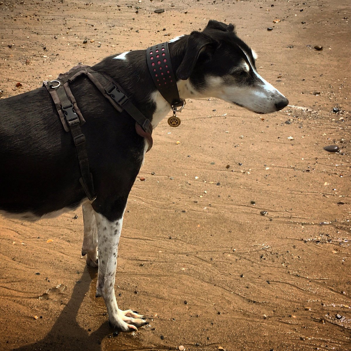 AntonyJohnston's tweet image. Had to say goodbye to our remaining dog Rosie today, just shy of her 14th birthday. Will be off social media for a while.