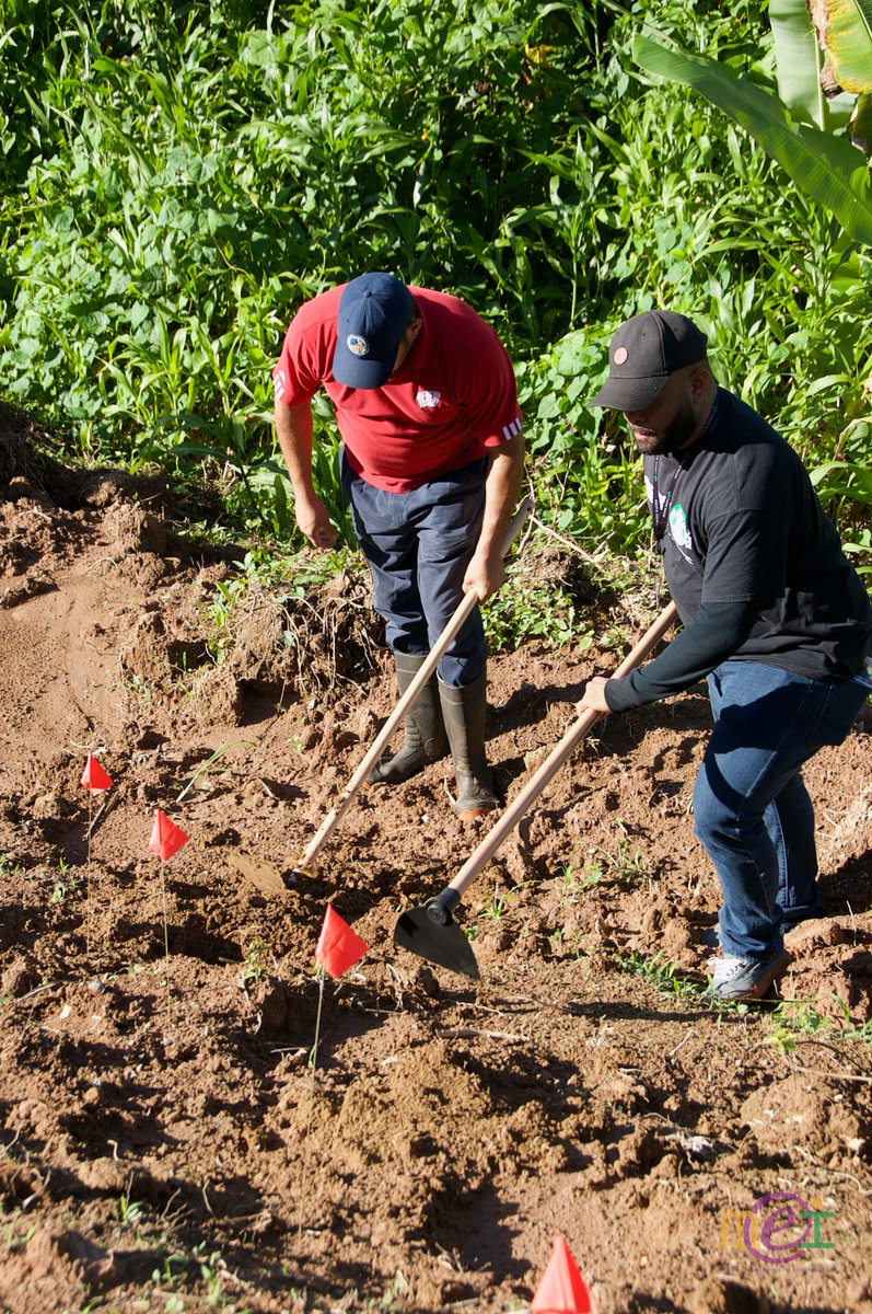 El Servicio de Extensión Agrícola participa de la siembra de 4,500 árboles de café en tres fincas de Adjuntas, cumpliendo con la labor de supervisar el crecimiento de las semillas y educar a los voluntarios sobre la siembra correcta del mismo.