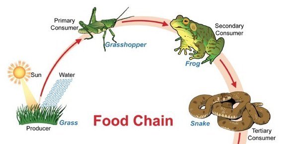 CellMembrane_19's tweet photo. Huh? Look at that... @JustTheCellWall at the bottom of the food chain... https://t.co/aBbXEMqFbE