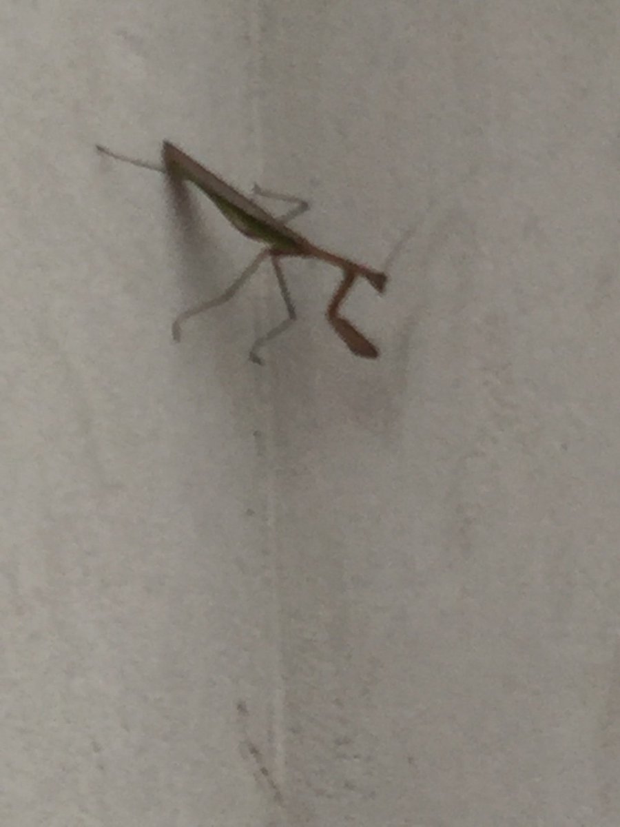 deanne_ELC's tweet photo. AM class got an amazing opportunity on the playground this morning! We got to see a praying mantis! The kids were so excited! #PlaylikeaChampion, #WeAre54, #SuperSprouts https://t.co/nIrTIQPU6D