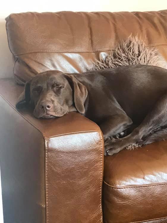 IamActiveDog's tweet photo. Chocolate Bob is sooooo tired after his play date with his friend orson 😴😴
#rest
#dogrest
#Rest_time https://t.co/LzvfSNfTw1