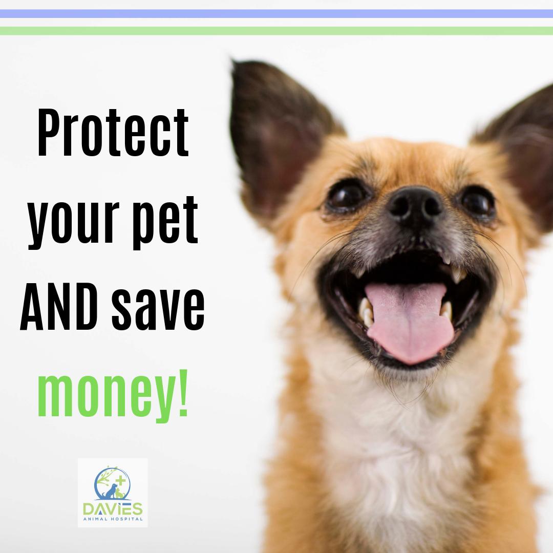AnimalDavies's tweet image. Right now you can purchase Bravecto and Proheart &amp;amp; get discounts for both products 😃 

Prevent your dog from picking up fleas, ticks, &amp;amp; other nasty parasites!

Call to order at 530-671-3014, or order online at daviesanimalhospital.com/online-store/

#daviesanimalhospital #proheart #bravecto