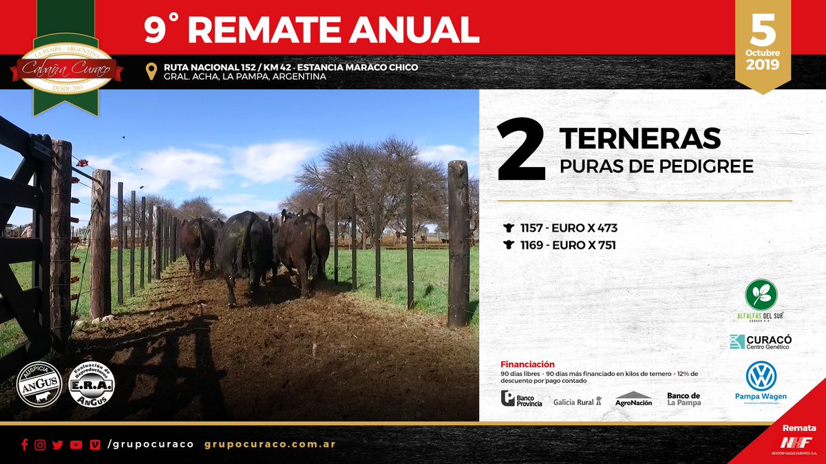 Nuestro 9º Remate Anual 🔜 5/10
🐂 🐄
6 Toros, 4 Vaquillonas y 2 Terneras puros de pedigree
50 Vacas P.C. paridas y preñadas
50 Terneros y Terneras
140 Vaquillonas P.C. parición primavera
60 Vaquillonas P.C. parición otoño
100 Toros P.C.
Remata Nestor Hugo Fuentes SA 🔨