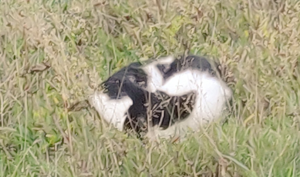 The #guardcat makes best use of cover when sleeping. Guard cat training is hard and it sticks.  #cats #CatsOnTwitter