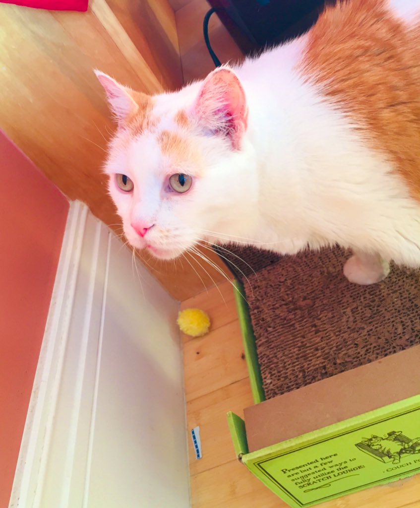 LoMeowChenko's tweet photo. Duuuuuddddessss....I’m playing soccer at the ‘nip lounge!!
🌱🌿 ⚽️
#OkItsReallyANipBall #SameThing #ExceptThisOneIsBetter #LoMeowBeckham #IsItSnackTimeYet #ItShouldBe #SendAthleticSnacks #WhateverThoseAre #PizzaWouldProbablyHelp https://t.co/VO5vEmzaZ9
