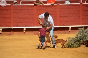 ¡ES UNA VERGÜENZA! 🐇 Sueltan conejos en la plaza de toros de Almadén (Ciudad Real) para que sean perseguidos y devorados por perros provocándolos una dolorosa muerte. 

Todo esta violencia en presencia de los niños.