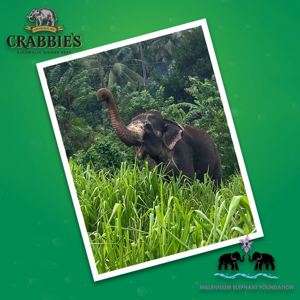 Our Goddess of the jungle 👑 Here’s Lakshmi having the best time roaming around the grass!

Please help us to keep her safe by donating here: bit.ly/30MRuJj 🙏

#MEF #Crabbie’s #SriLanka