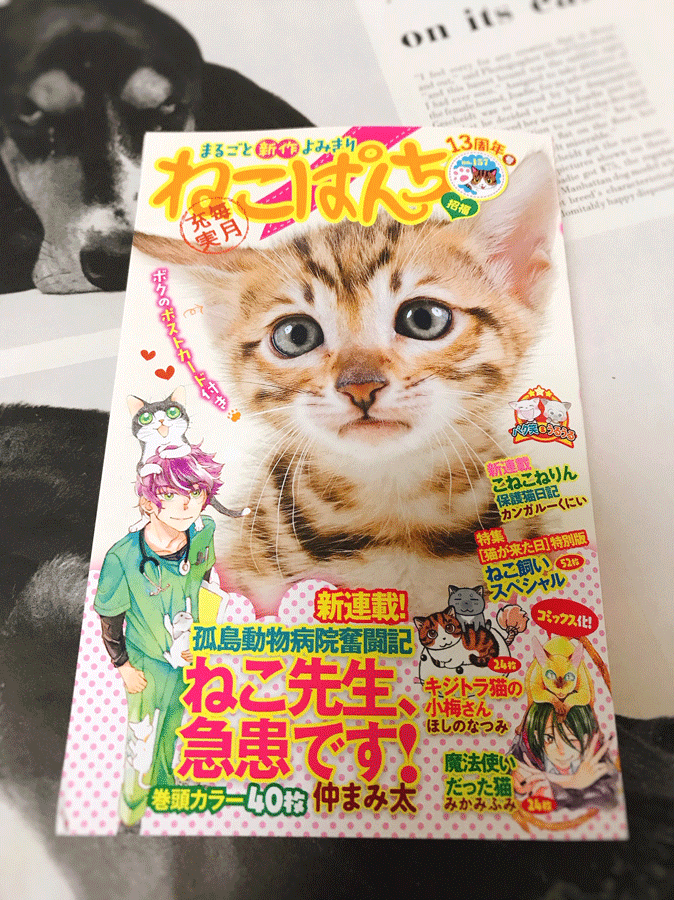 【おしらせ】本日17日発売のねこぱんち 13周年号にて、読み切りまんが「猫とアマデウス」が掲載されています。どうぞよろしくお願いします??