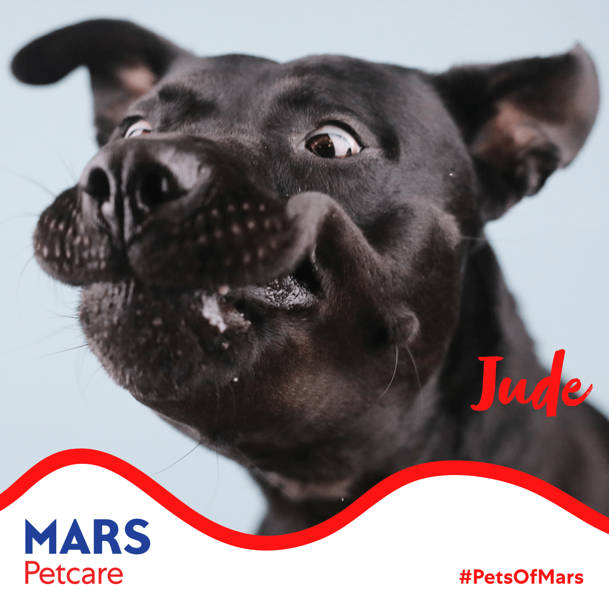 MarsPetcareUS's tweet photo. #PetsofMars: I'm Jude Alouicious Day. When I come to work, I get so many treats! And I'm pretty good at catching treats in my mouth. Look at my picture! I have great focus. 🐶❤ #MarsLovesPets https://t.co/yCPg2udTYB