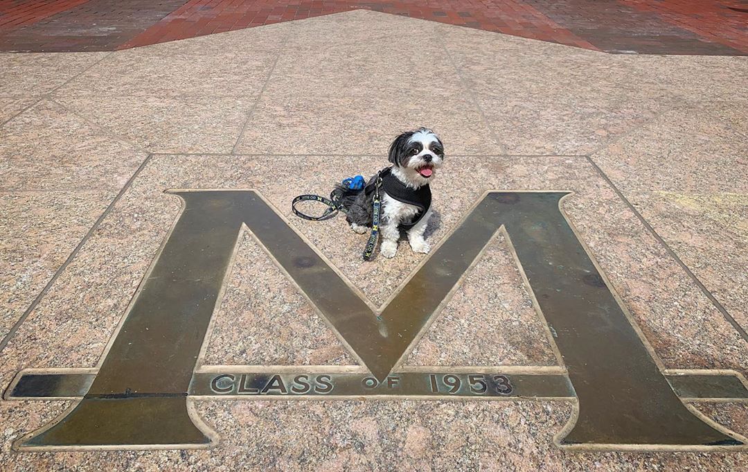 Happy Monday! Maximus is here to remind you to watch your step around the block M! 🐶

(📸 = maximusisadog on Instagram)