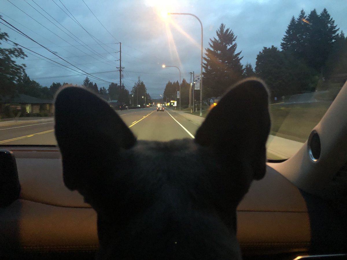 STRIKER French Bulldog (@strikerfrenchie) on Twitter photo My favorite view ๐๐ <a href="/StrikerFrenchie/">STRIKER French Bulldog</a> #frenchie #frenchies #frenchiesofinstagram #frenchie1 #frenchiepuppy #frenchie_photos #frenchies1 #frenchiesociety #frenchies_ #frenchiebulldog #frenchiepup #frenchbulldog #ilovefrenchie #ilovefrenchies #frenchielovers #frenchiemagazine #dog My favorite view ๐๐ <a href="/StrikerFrenchie/">STRIKER French Bulldog</a> #frenchie #frenchies #frenchiesofinstagram #frenchie1 #frenchiepuppy #frenchie_photos #frenchies1 #frenchiesociety #frenchies_ #frenchiebulldog #frenchiepup #frenchbulldog #ilovefrenchie #ilovefrenchies #frenchielovers #frenchiemagazine #dog