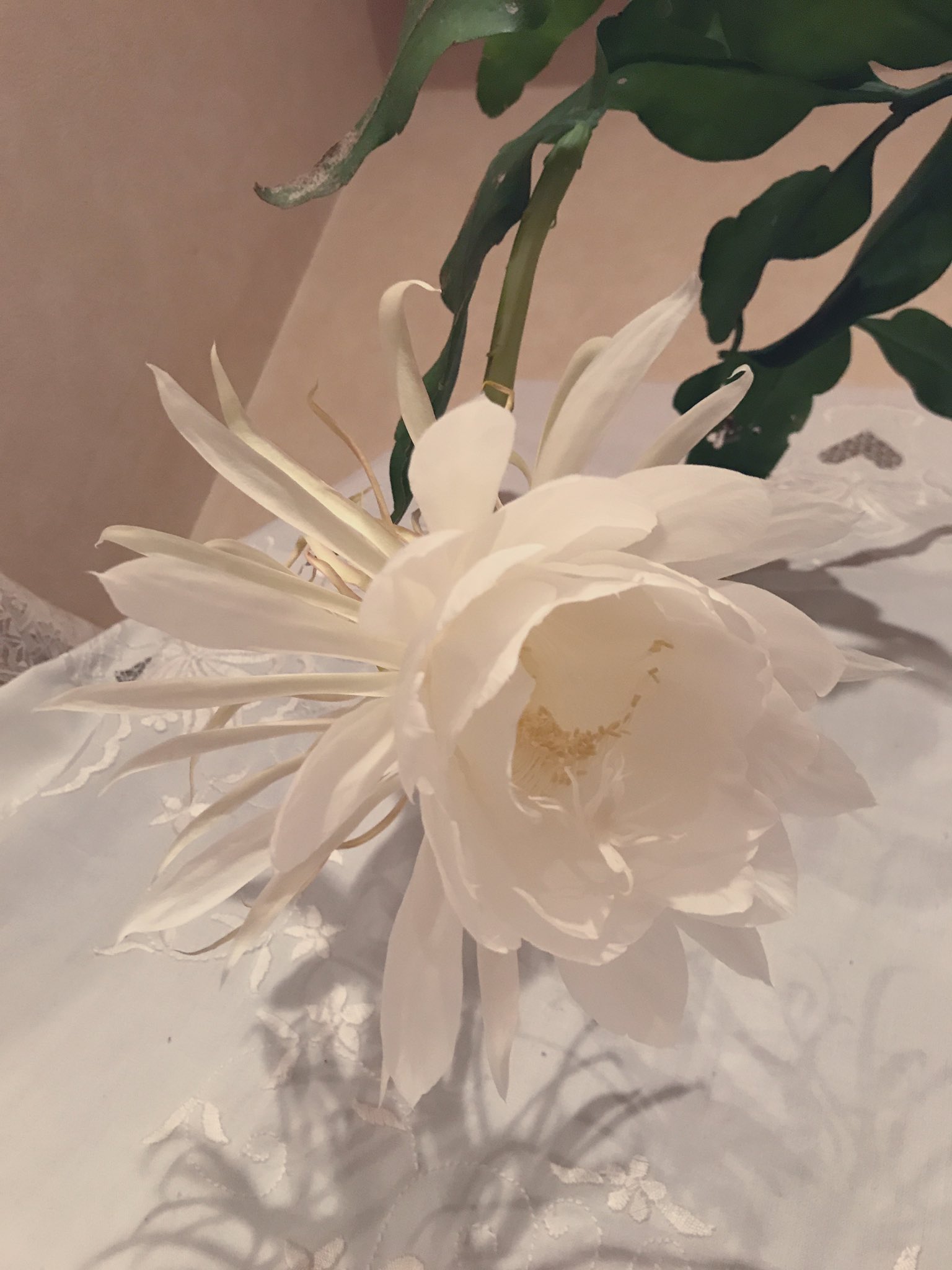 Eri 月下美人が咲いた 一晩しか咲かない花だし色々タイミングが良すぎてエモい ものすごく濃厚で上品な香りが部屋中に漂ってます T Co Lvkn2n00yw Twitter