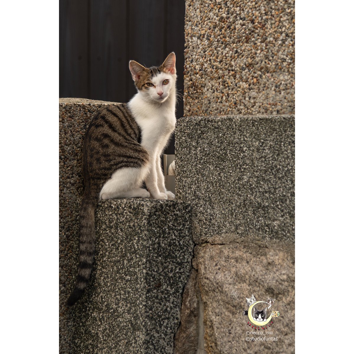 studiofuntas's tweet photo. 異人館の猫
暑すぎた一日でした
#猫 #Neko #ねこ #異人館 #北野坂 #北野 #北野異人館 #神戸 #KOBE #straycat #straycats #野良猫
#StudioFuntas #Funtas #出張撮影 #撮影 #地方遠征 #スタジオ撮影 #スタジオファンタス #ファンタス #特設スタジオ #箕面 #necco_1980
https://t.co/XXbISShnw2… https://t.co/EBssh1p5lE
