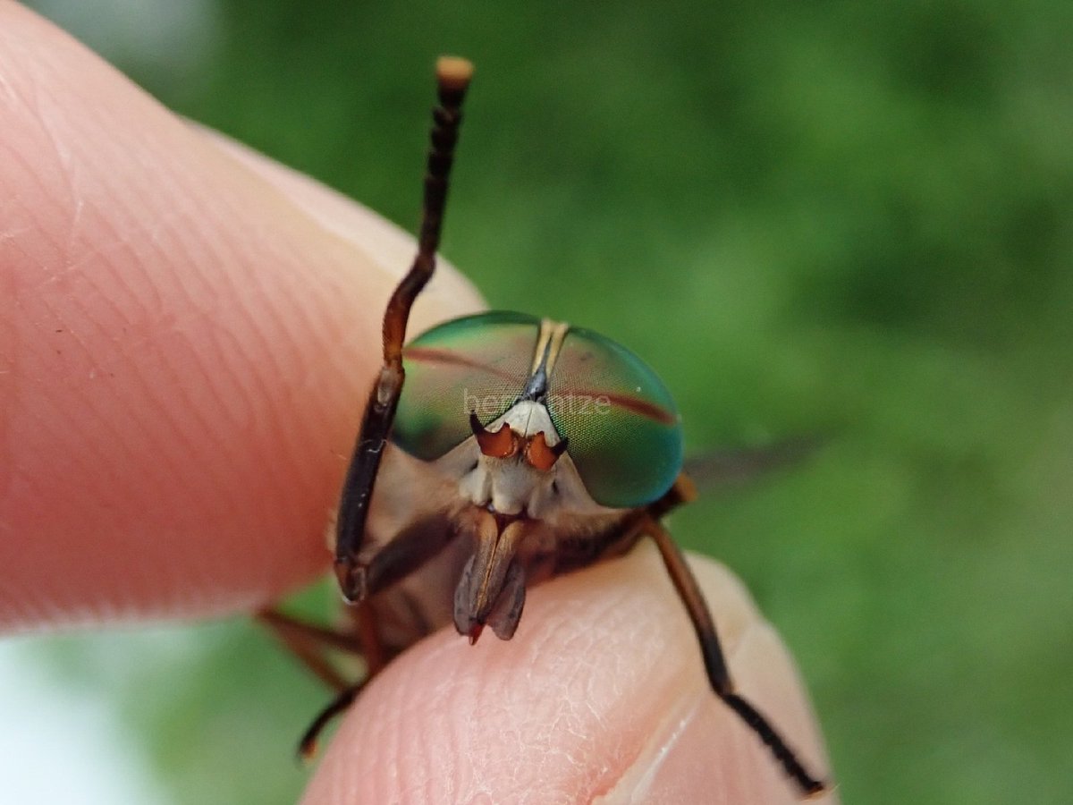 Bergkatze ウシアブ Tabanus Trigonus Coquillett 18 可愛い 双翅 アブ アブ科 ウシアブ