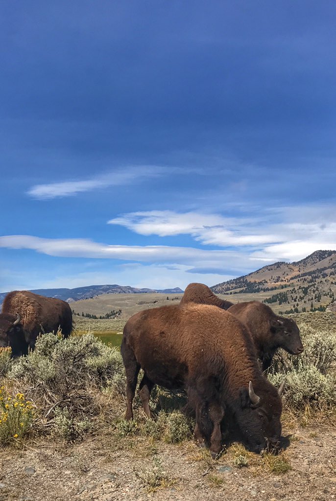 always5star's tweet photo. “In every walk with nature one receives far more than he seeks.”
-John Muir 
Have you been to @YellowstoneNPS? It’s an absolutely gorgeous #nationalpark that I (Brittany) explored after #TBEX in #VisitBillings #Montana! If you haven’t been you must! 😊 #MondayMotivation #Travel https://t.co/LtmWsS7cWB