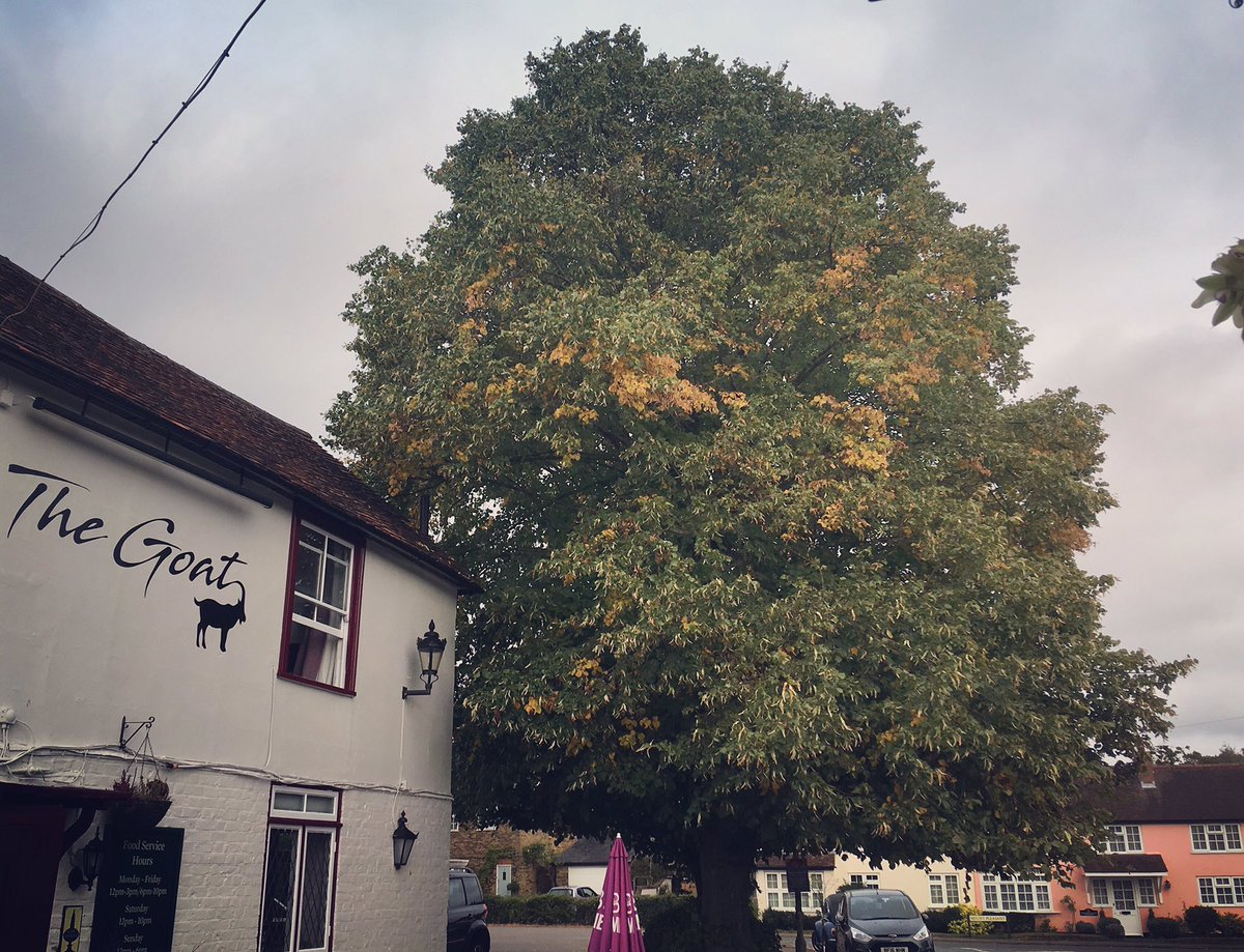 It’s official, #autumn has arrived and the pub tree leaves are turning 🌳🍁 #hertfordheath #hertford #pub #local #villagelife #seasonschange