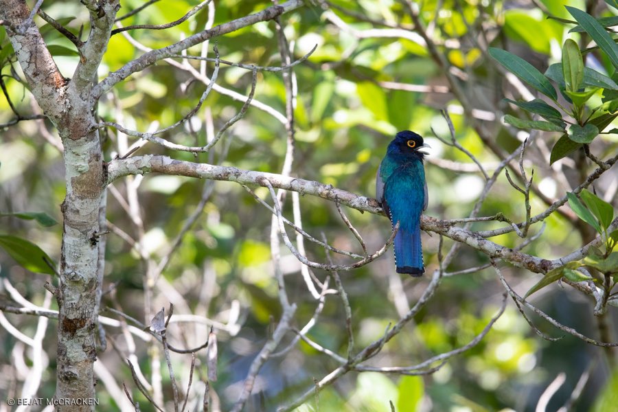 eden_amazon's tweet photo. The #BluecrownedTrogon is considered uncommon throughout its large range. These #trogons eat small arthropods & fruit, perching for long periods so they can be easily spotted by our expert guides while in the canoe. Let’s go find a Trogon together at #EdenAmazonLodge. 📸 #Yasuni https://t.co/Ll06WjokZ1